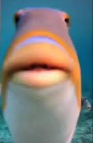 peixe 2